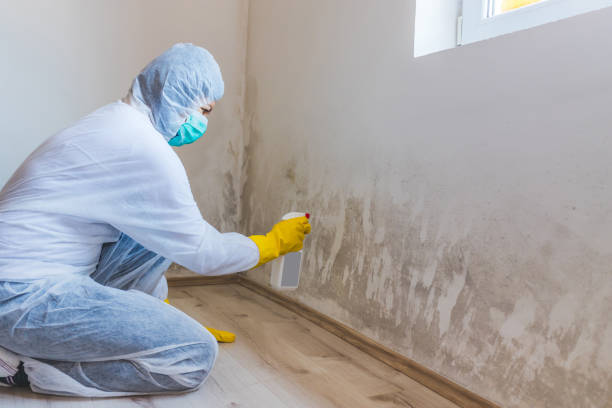 Licensed Mold Cleanup service in Margarettsville, NC - WQB Mold Removal